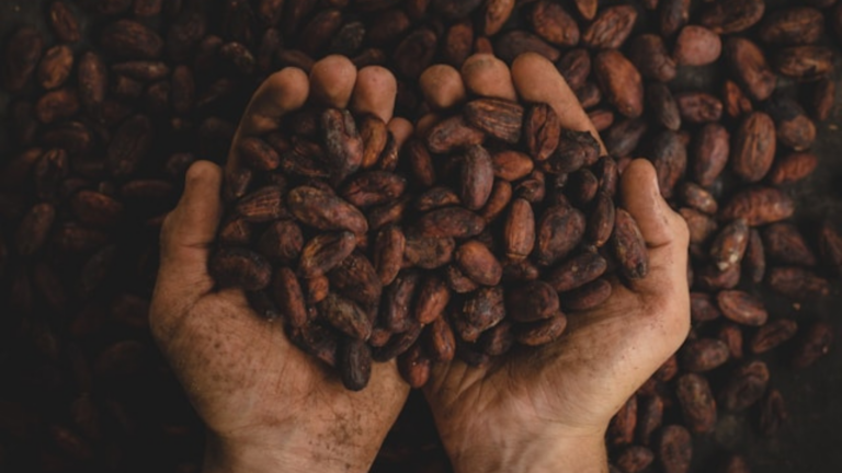 Hands holding cocoa beans